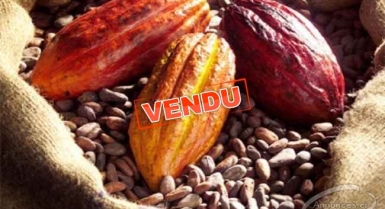 Bureau de négoce et de représentation cote d’ivoire - cameroun - canada