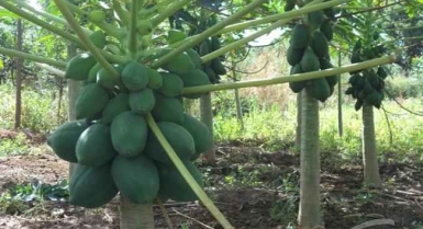 Semences de papayer red royal ou nain 