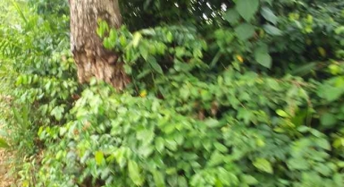 Parcelle agricole 02 hectares à abié