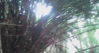 Vente de 25 hectares de forêt vierge