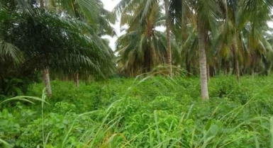 Offre terrains en friche/bregbo cocoteraie 2