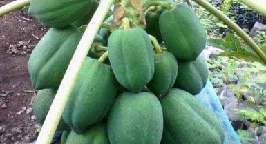 Semences de papayer red royal ou nain 