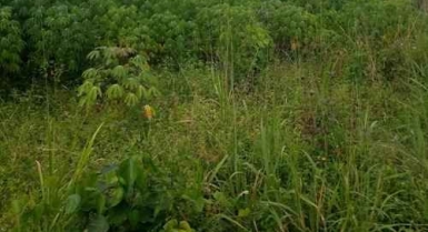 Vente de terrain à débarcadère dans la commune de cocody