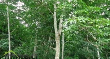 2HA d`hevea +1HA DE parcelle