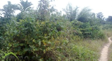 TERRAIN DE 239 HECTARES