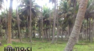 Terrain de 7 hectares