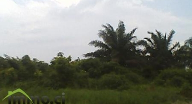 Terrain de 40 hectares à ebimpe