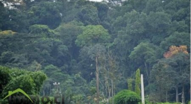 PARCELLE DE FORET AGRICOLE DE 100 HA A DIVO